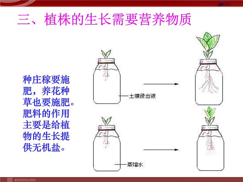 人教版生物七年级上3.2.2 植株的生长 课件第6页