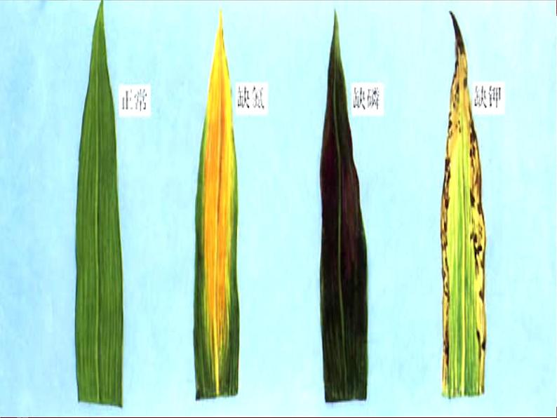 人教版生物七年级上3.2.2 植株的生长 课件第7页