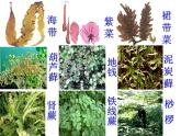 人教版生物七年级上3.1.1藻类、苔藓和蕨类植物 课件