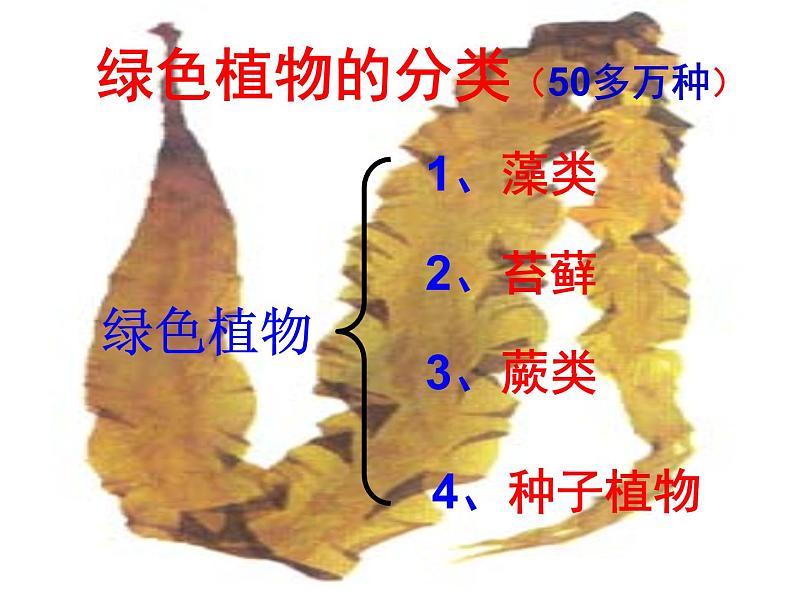 人教版生物七年级上3.1.1藻类、苔藓和蕨类植物 课件04