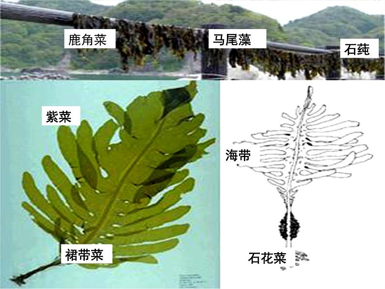 人教版生物七年级上3.1.1藻类、苔藓和蕨类植物 课件08