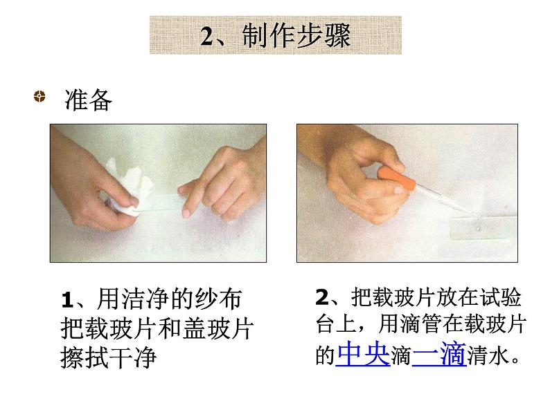 人教版生物七年级上2.1.2植物细胞 课件第4页