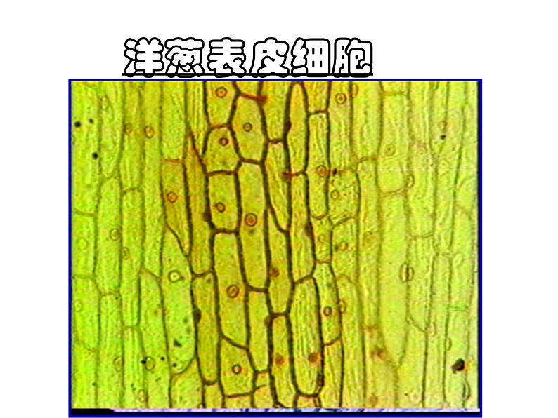 人教版生物七年级上2.1.2植物细胞 课件第8页