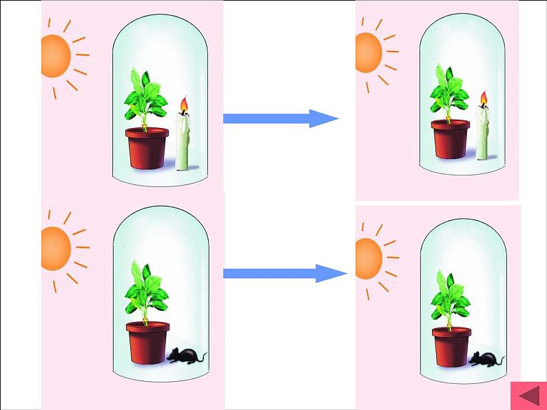 人教版生物七年级上3.5.1光合作用吸收二氧化碳释放氧气 课件第6页