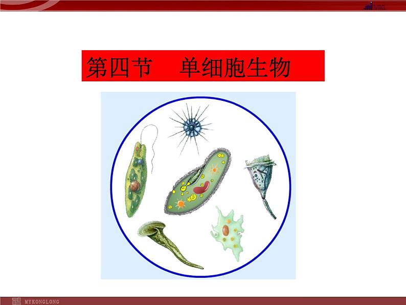 单细胞生物PPT课件免费下载01