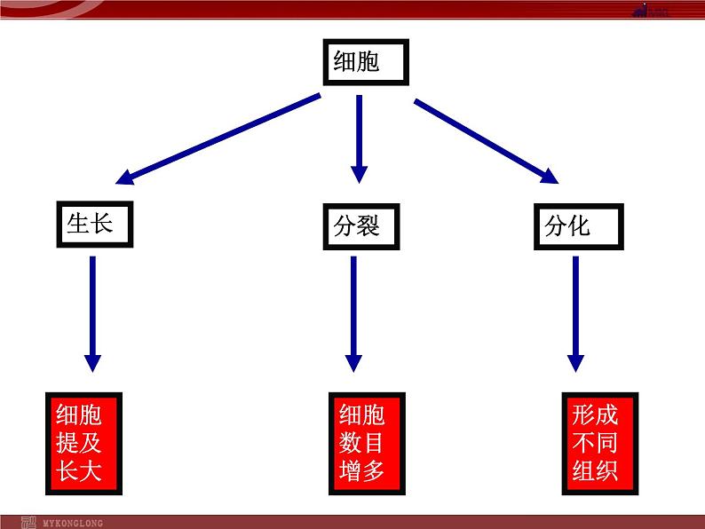 单细胞生物PPT课件免费下载03