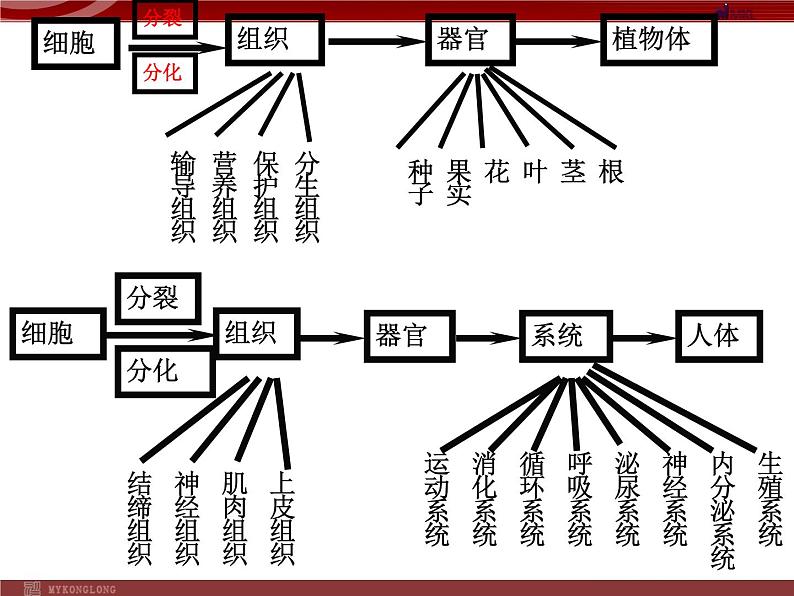 单细胞生物PPT课件免费下载04