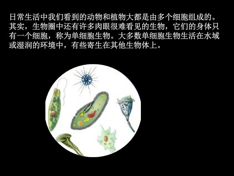 单细胞生物PPT课件免费下载05