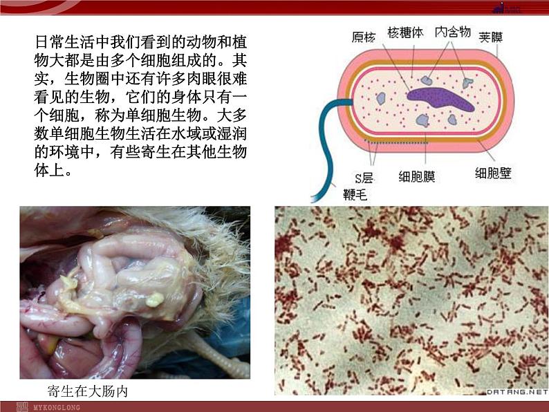 单细胞生物PPT课件免费下载06