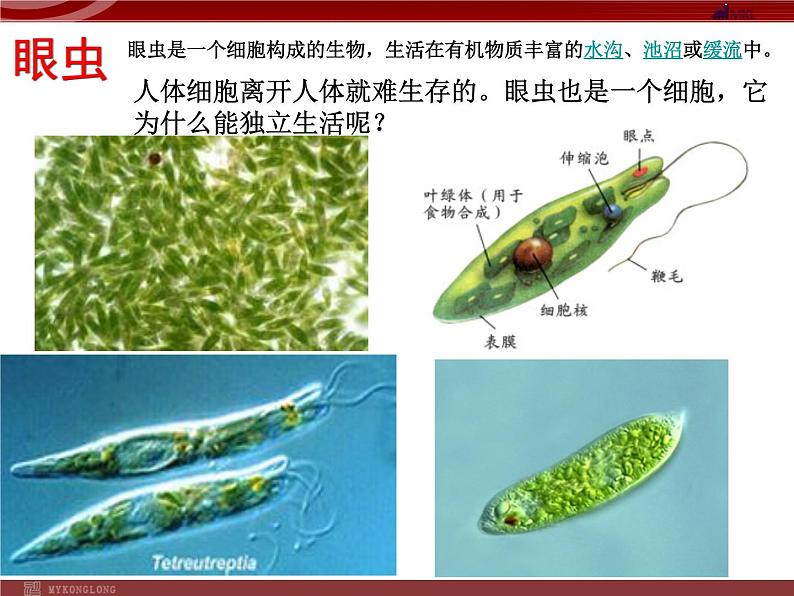 单细胞生物PPT课件免费下载07