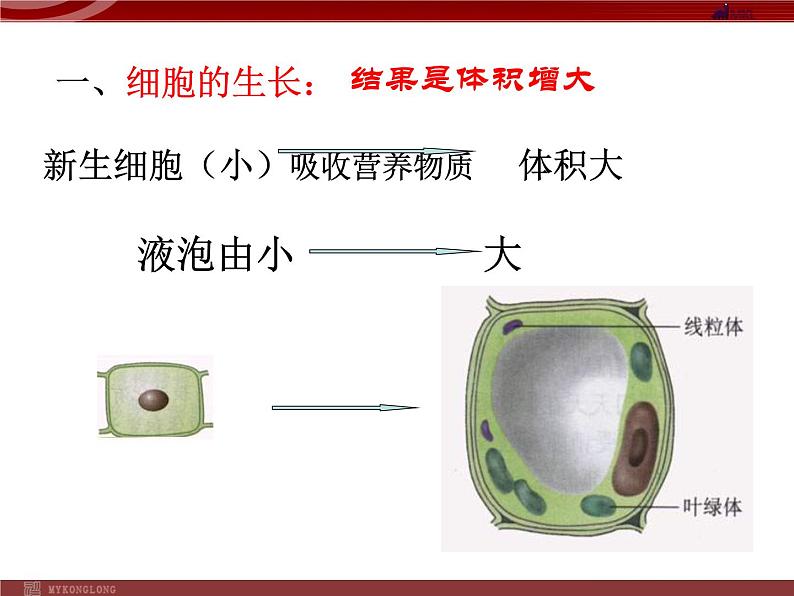 人教版生物七年级上2.2.1细胞通过分裂产生新细胞 课件第7页