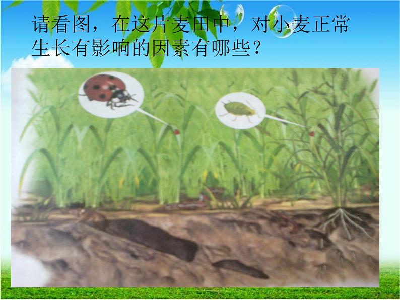 人教版生物七年级上1.2.1生物与环境的关系 课件第3页