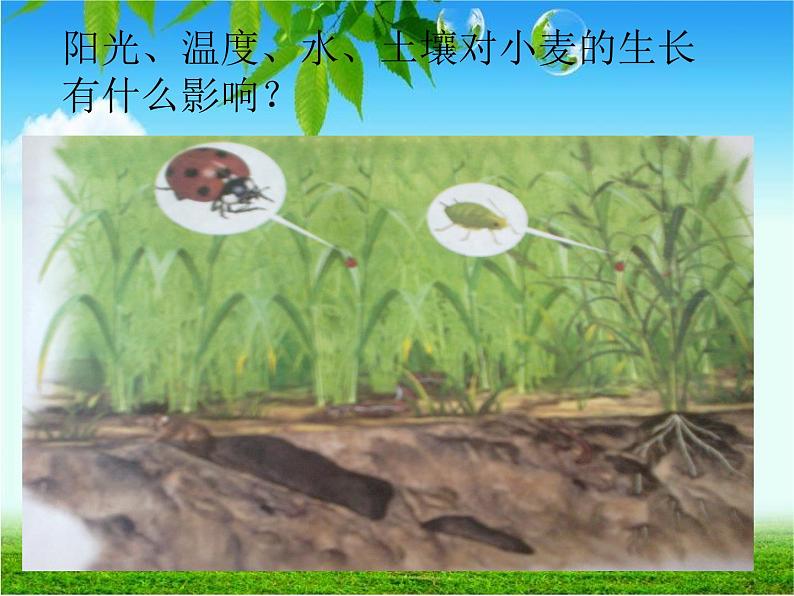 人教版生物七年级上1.2.1生物与环境的关系 课件第5页