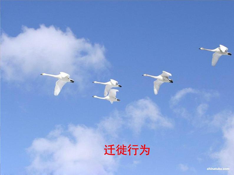 先天性行为和学习行为 课件PPT第4页
