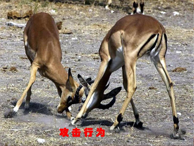 先天性行为和学习行为 课件PPT第5页