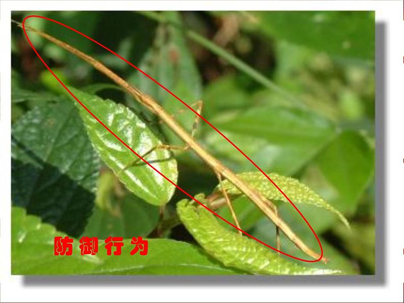 先天性行为和学习行为 课件PPT第7页