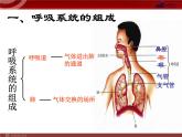 人教版七年级生物下册 3.1呼吸道对空气的处理 课件