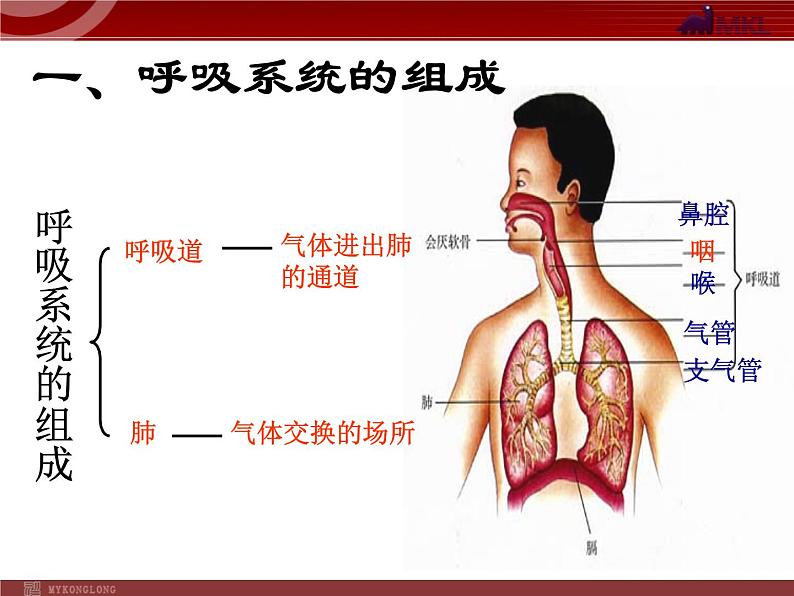 人教版七年级生物下册 3.1呼吸道对空气的处理 课件第2页