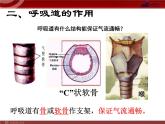 人教版七年级生物下册 3.1呼吸道对空气的处理 课件