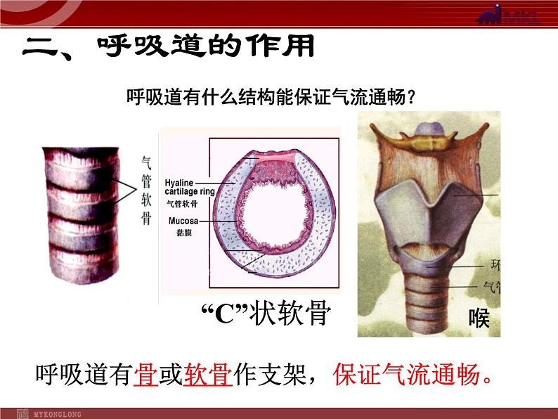 人教版七年级生物下册 3.1呼吸道对空气的处理 课件第3页