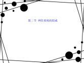 人教版七年级生物下册 6.2神经系统的组成 课件