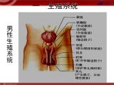 人教版七年级生物下册 1.2人的生殖 课件