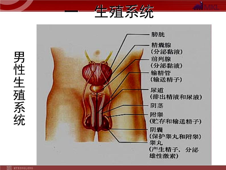 人教版七年级生物下册 1.2人的生殖 课件04