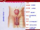 人教版七年级生物下册 1.2人的生殖 课件