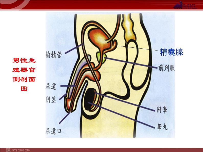 人教版七年级生物下册 1.2人的生殖 课件06