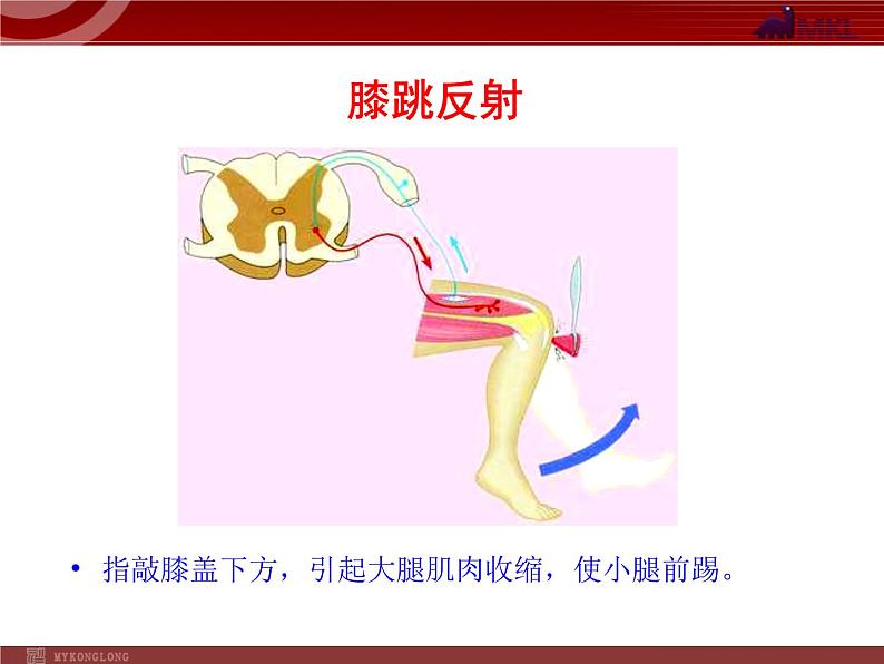 人教版七年级生物下册 6.3神经调节的基本方式 课件第4页