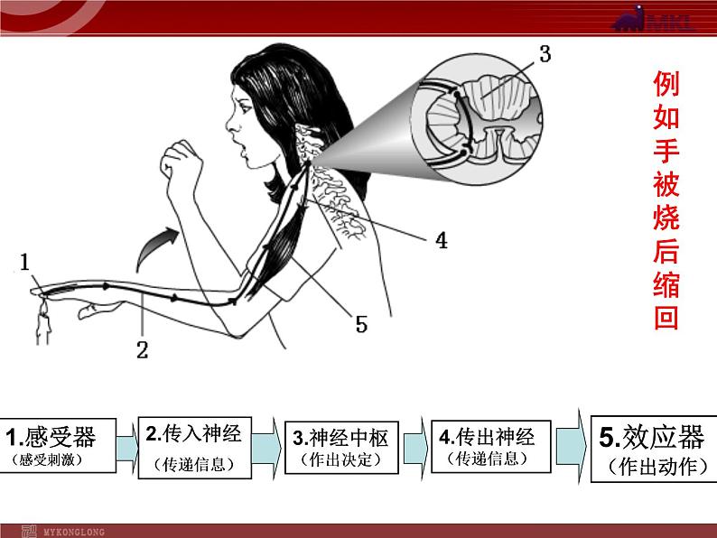 人教版七年级生物下册 6.3神经调节的基本方式 课件第7页