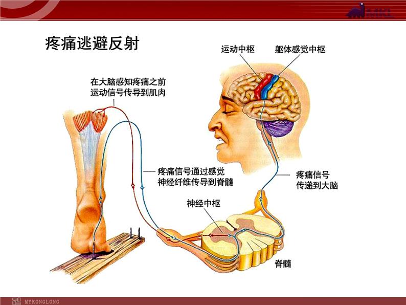 人教版七年级生物下册 6.3神经调节的基本方式 课件第8页