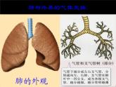 人教版七年级生物下册 3.2发生在肺内的气体交换 课件