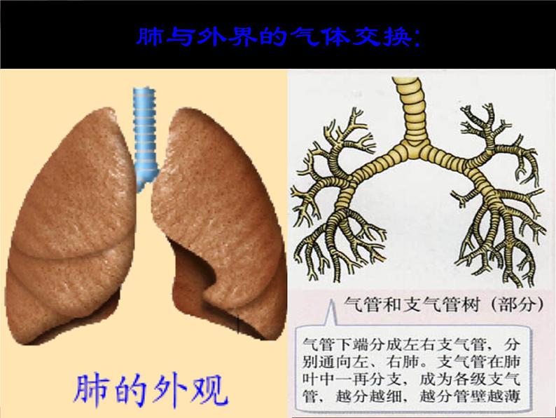 人教版七年级生物下册 3.2发生在肺内的气体交换 课件第2页