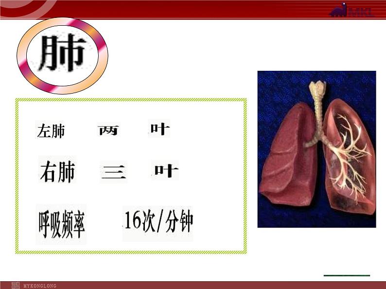 人教版七年级生物下册 3.2发生在肺内的气体交换 课件第3页