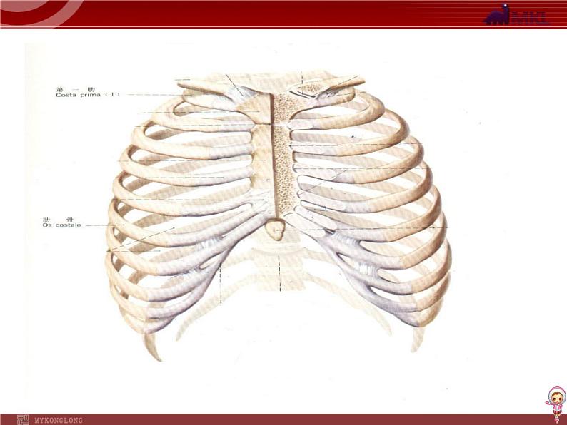 人教版七年级生物下册 3.2发生在肺内的气体交换 课件第4页