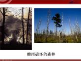 人教版七年级生物下册 7.2探究环境污染对生物的影响 课件