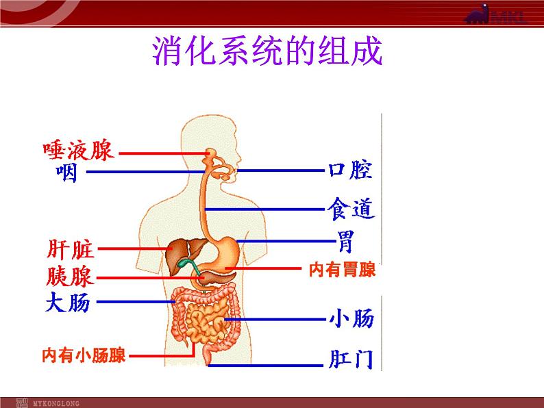 人教版七年级生物下册 2.2消化和吸收2 课件第5页