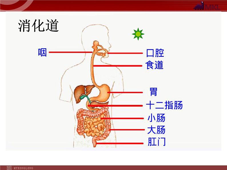 人教版七年级生物下册 2.2消化和吸收2 课件第6页