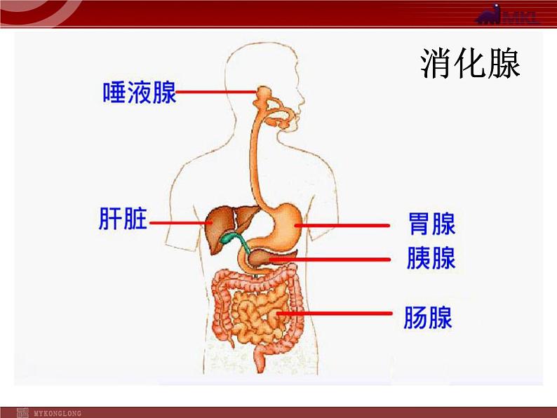 人教版七年级生物下册 2.2消化和吸收2 课件第7页