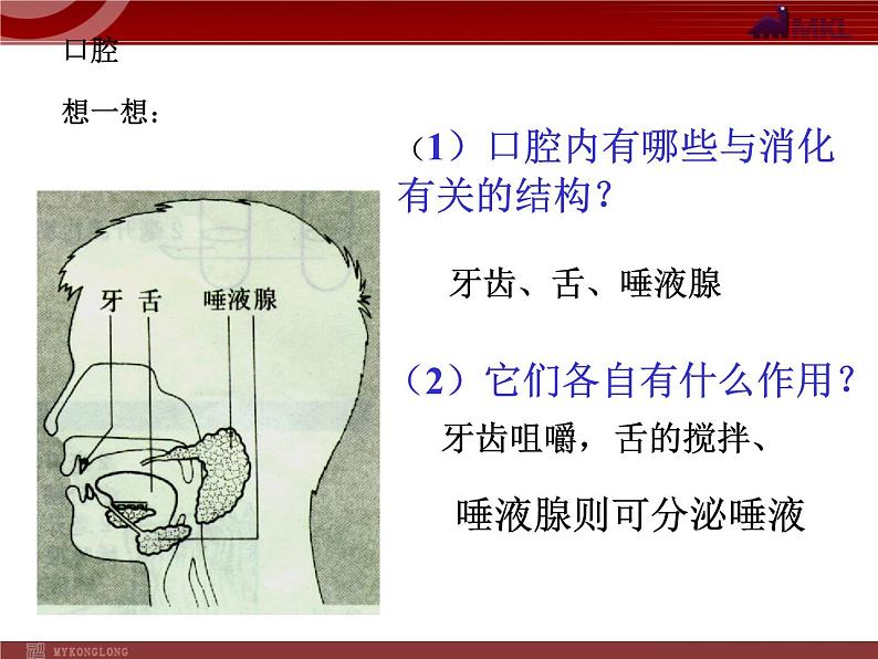 人教版七年级生物下册 2.2消化和吸收2 课件第8页