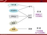 人教版七年级生物下册 5人体内废物的排出 课件