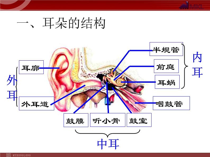 人教版七年级生物下册 6.1人体对外界环境的感知 课件第6页