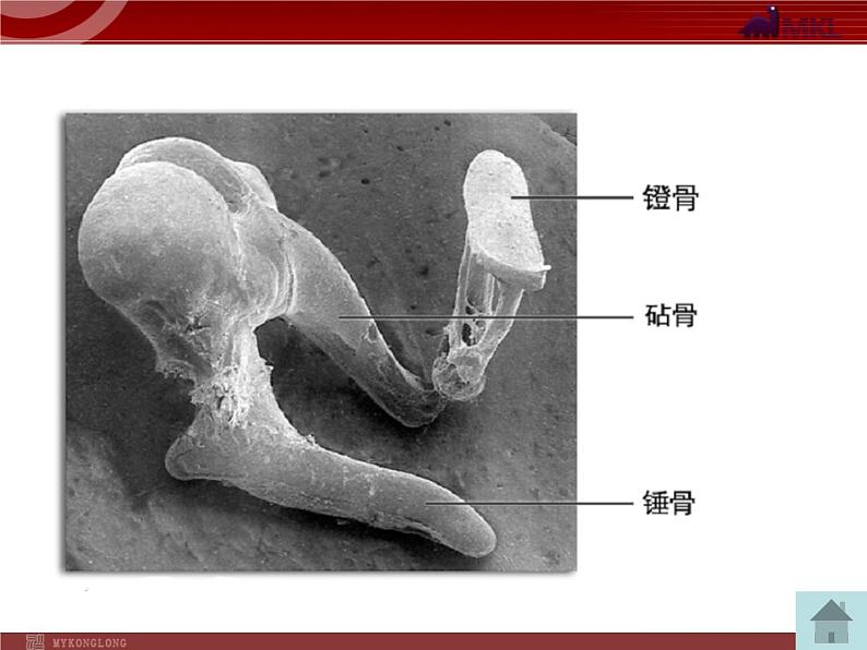 人教版七年级生物下册 6.1人体对外界环境的感知 课件第8页