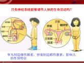 人教版七年级生物下册 6.4激素调节 课件