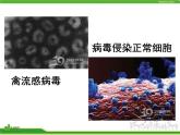 人教版八年级生物上册 5.5 病毒 课件