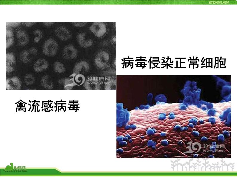 人教版八年级生物上册 5.5 病毒 课件第2页