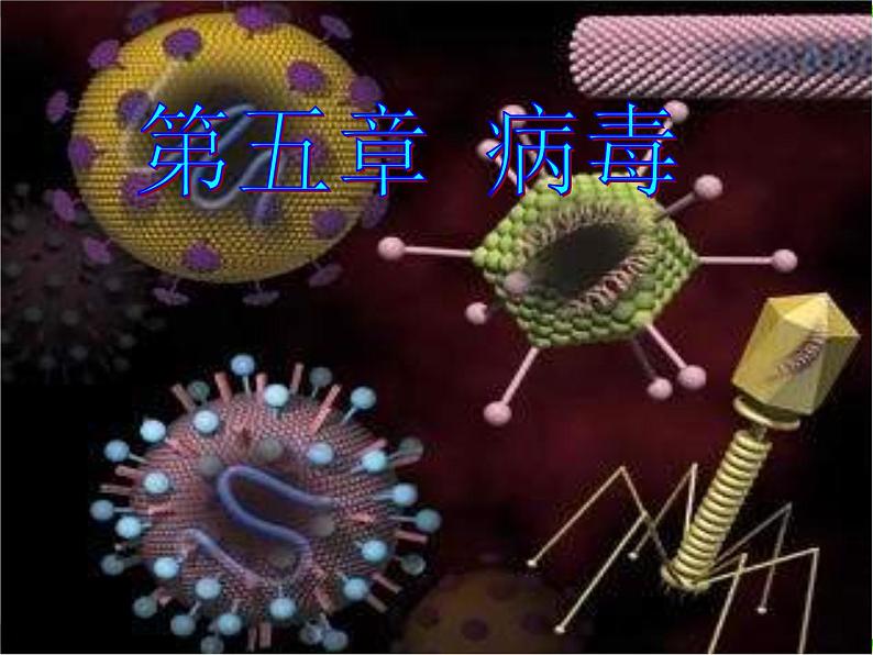 人教版八年级生物上册 5.5 病毒 课件第3页