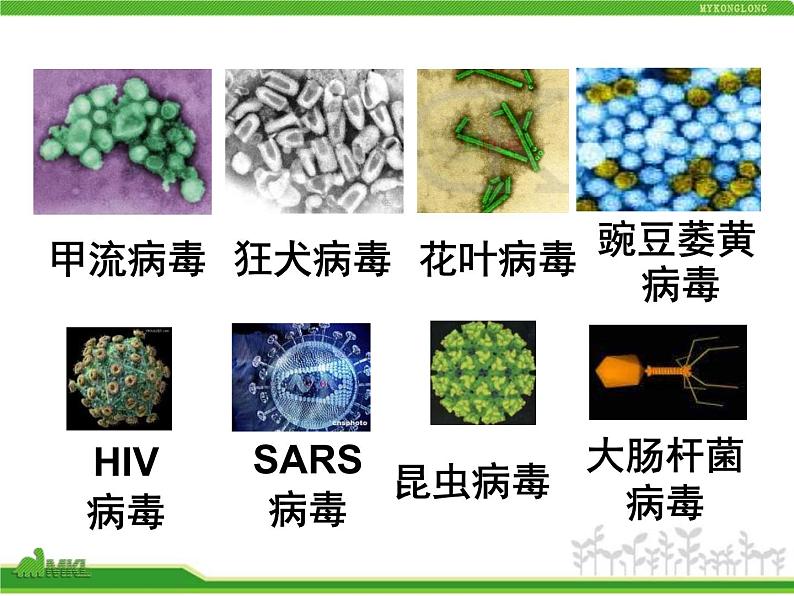 人教版八年级生物上册 5.5 病毒 课件第8页