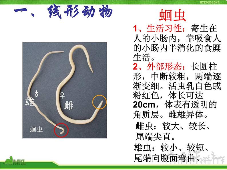 人教版八年级生物上册 5.1.2 线形动物和环节动物 课件02